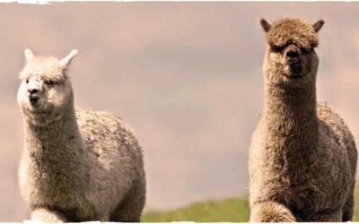 Lana di Alpaca – Cos’è l’Alpaca? Scopritelo con me!