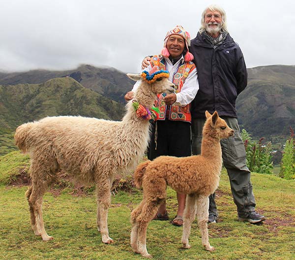 lana di alpaca alpaca tra le ande peruviane