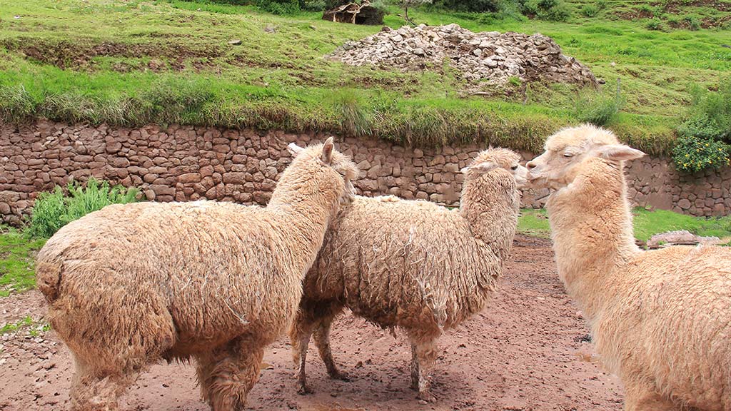 alpaca prima della tosatura
