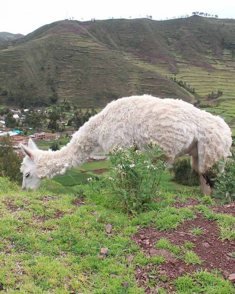 alpaca sostentamento economico del peru