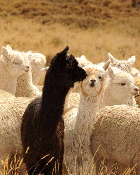 Alpaca in Perù