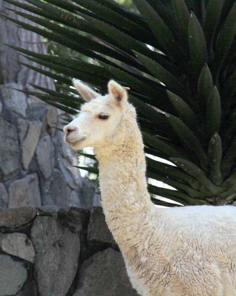 Alpaca e tosatura