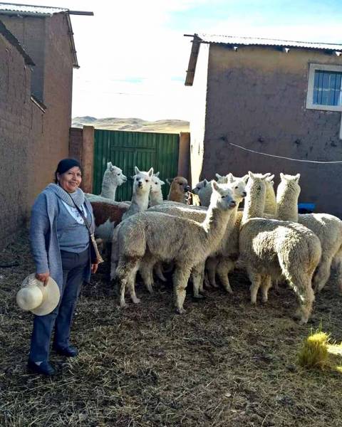 Alpaca allevamento in Perù