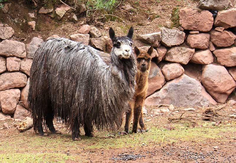 Perù: Alpaca e Colori