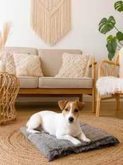 Lit pour chien Pluto.